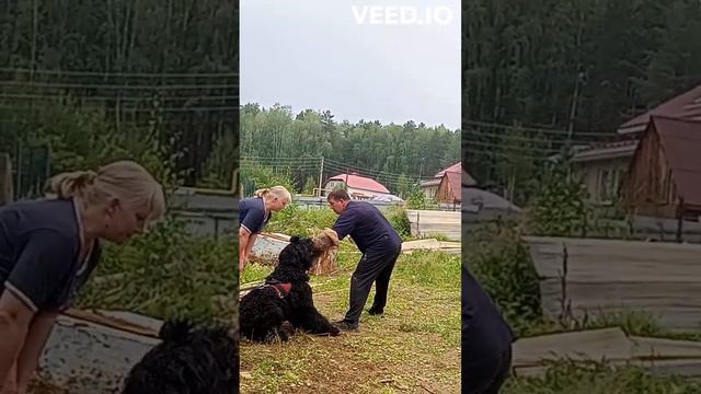 Команда на отпуск "злодея" - звучит "Дай!". Что мы и проделали.