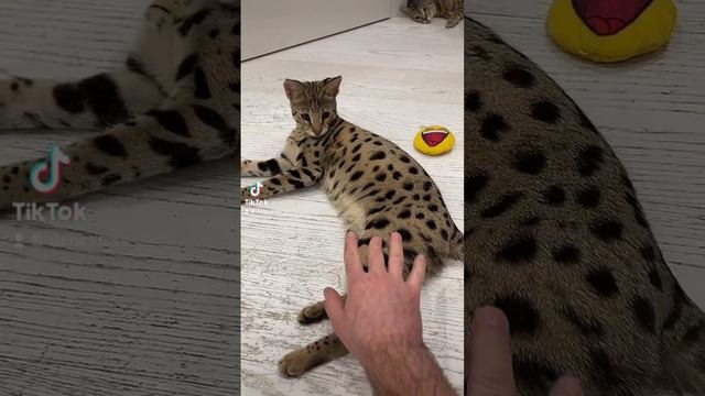 Саванна ф1 🐆✋savannah f1 #savannahf1 #richcatsss