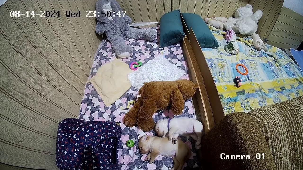 Щенки Лабрадора / ПРОДАЮТСЯ / НОВОСИБИРСК/ SHATSKIKH`S DOGS / 8-962-831-94-91/ Labrador puppies sale