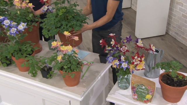 Roberta's 4-Piece Swan Series Columbine Collection on QVC