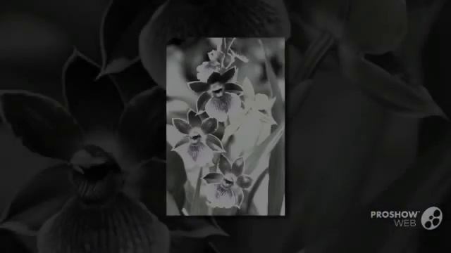 Zygopetalum - garden plants