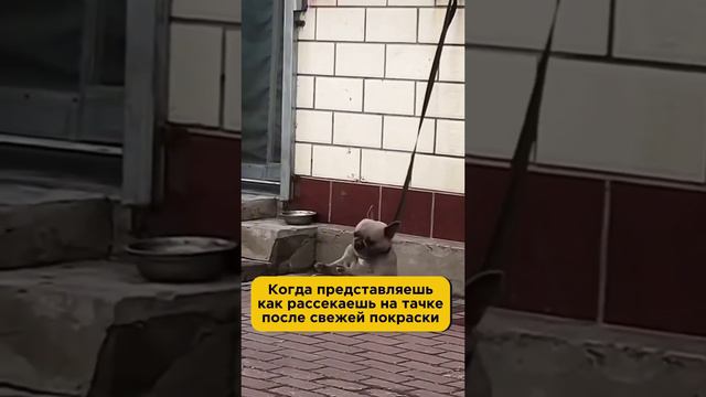 На новой тачке #юмор