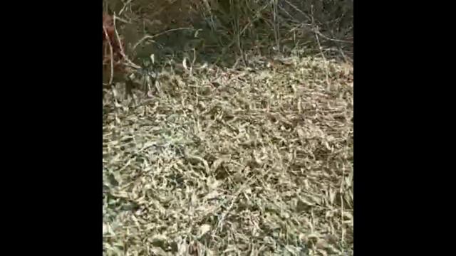 How to Separate Stevia Steams from Harvest