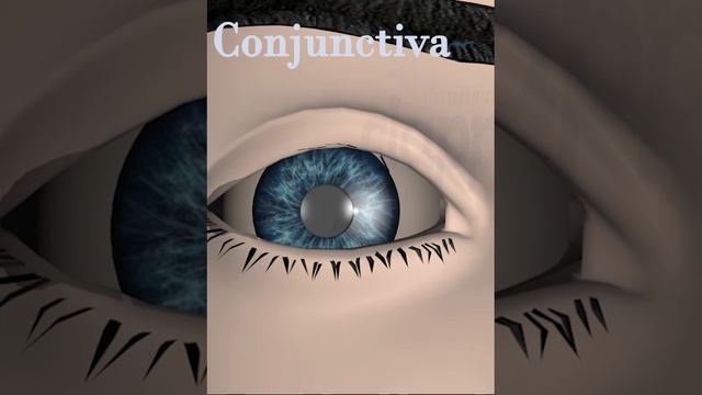 Human Eye Conjuctiva (3D Animation)