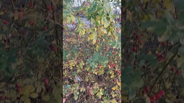 прогулка#рекомендации #а4 #ютубер #топ #рек #белгородская #.mp4