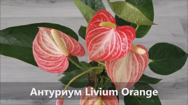 Антуриум Livium Orange