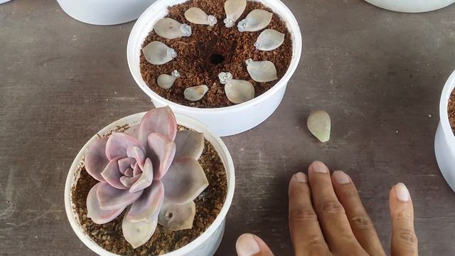 || WHY ARE MY SUCCULENTS ALWAYS SMALL ||