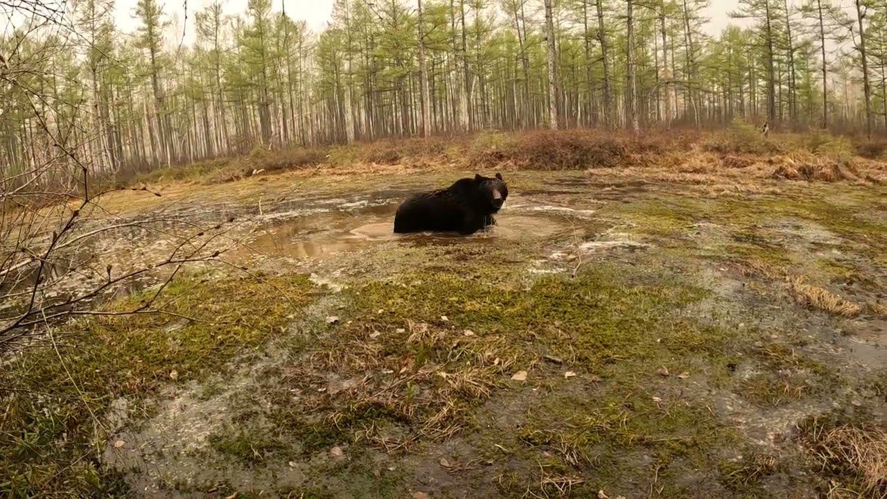 Медведица разминается перед боем.