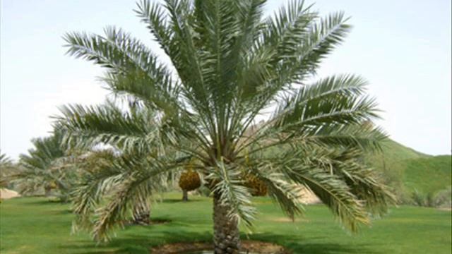 الحرف اليدوية في المملكة العربية السعودية