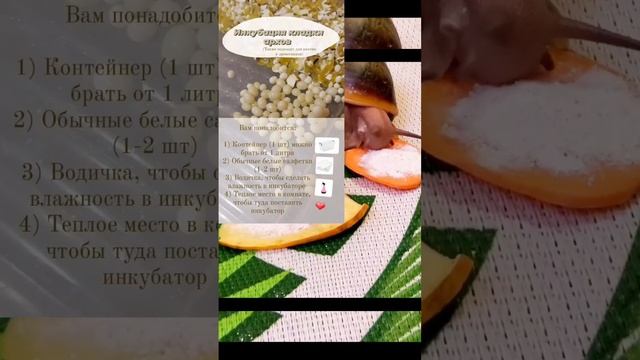 Что делать с яйцами улиток? | Snails for you #содержаниеулиток #улитки #равлики #snail #fypシ #short