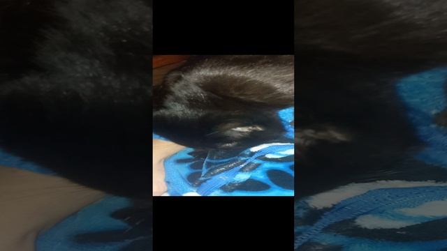 со звуком трррр