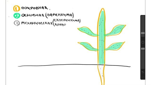 Ткани растений: разбор заданий | БИОЛОГИЯ ЕГЭ | Лина Клевер