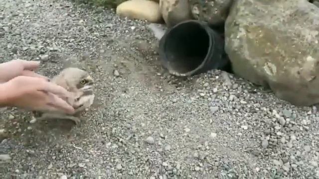 What to do with a bucket of burrowing owls.