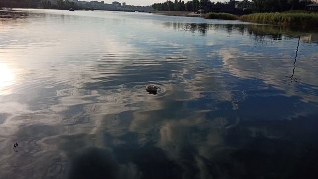 Птенец монгольской чайки