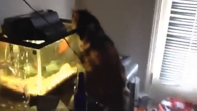 Кошка против рыбки \ Cats vs Fish
