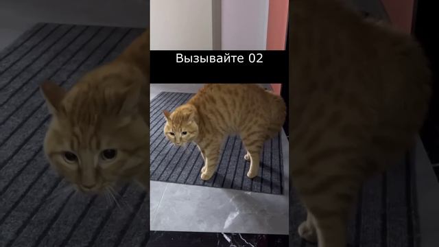 Кот вернулся домой и заговорил по русски. Спаси нас боже))).