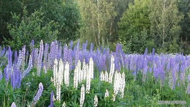 Красота Природы Лето Цветущая Поляна Цветы Пение Птиц Звуки Природы