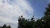Деревья под проводами, что с ними стало...