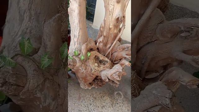 #snake egg🐍 #Angel wing begonia, #tree trunk #syngonium plant home raised plants 🏡