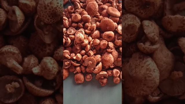 Чешуйчатка обыкновенная. Заготовка на зиму.