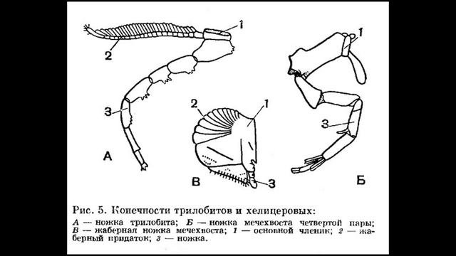 Хелицеровые