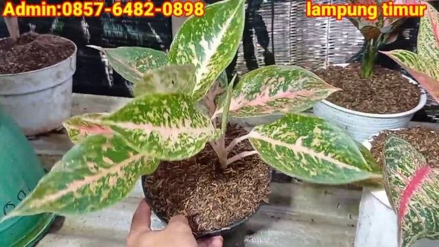 LARIS BANGET | OBRAL AGLONEMA MURAH COCOK BUAT PEMULA