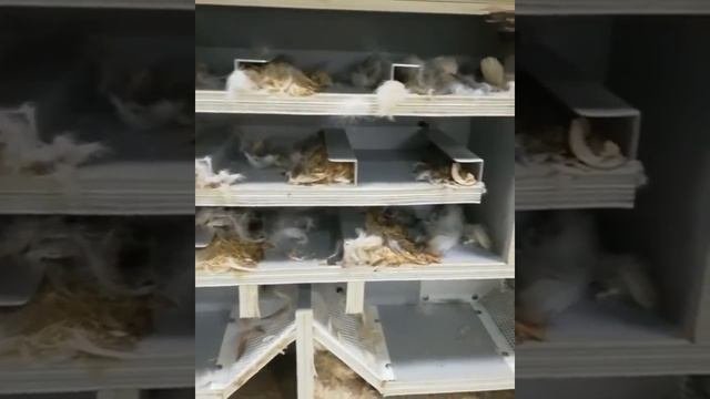 Результаты чистки подушки.mp4