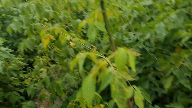 Заготавливаю на зиму первые городские крупноплодные томаты, созревшие под балконом!