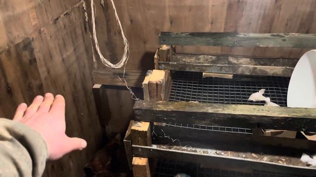 Курятник на 100 кур несушек