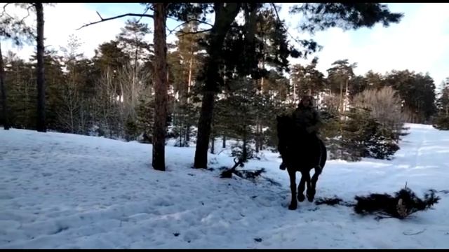 «Четыре подковы  на счастье!»
