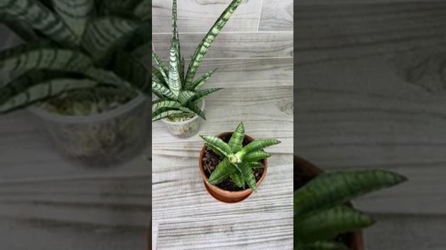 Sansevieria hybrid Gabriella  Tough lady