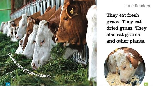 READ ALOUD BOOK FOR KIDS : COWS | Animal Book for Kids Read Aloud l Animal book