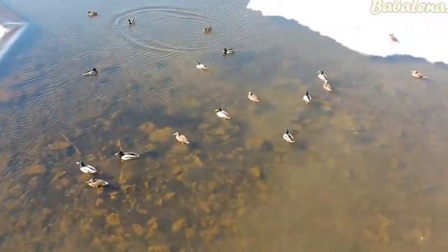 С Вербным Воскресением!