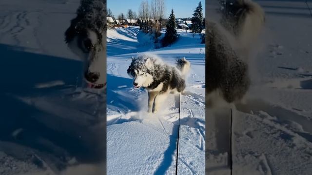 Мистер БОБастик??❄️ #снежный  #siberianhusky #cool  #bob #shorts