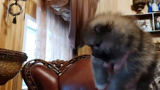 АРЧИК . ИНГА ХОСРОЕВА . ВЕДЬМИНА ИЗБА 🛖