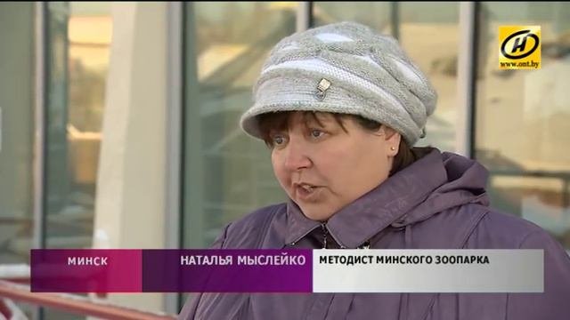 Белые львята появились в Минском зоопарке