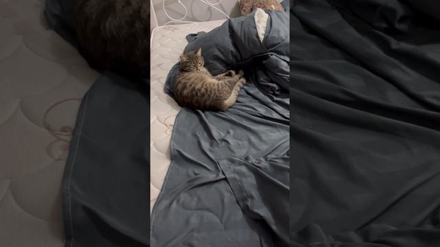 Шотландская вислоухая кошка и кот спит