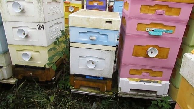 пчелы в  улье Лысонь в октябре на одном корпусе, обработал от клеща второй раз, осыпалось 68 клещей