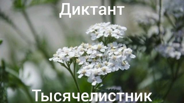 Диктант. Тысячелистник?