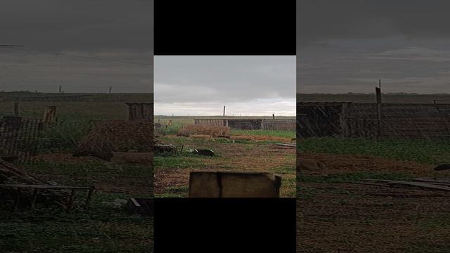 Овцы#дождь