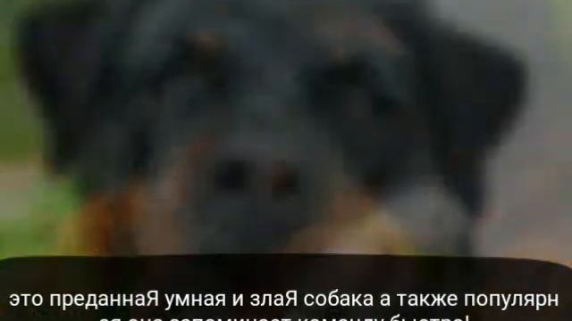 5 САМЫХ УМНЫХ ПОРОД СОБАК!!