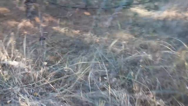 Грибы  октябрь, маслят очень много, немного березовых и подосиновик