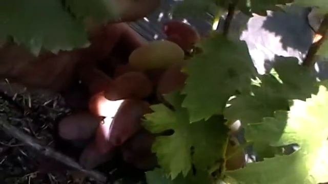 Сорт винограда Гиоцинт Карпушева А.В. - сезон 2017