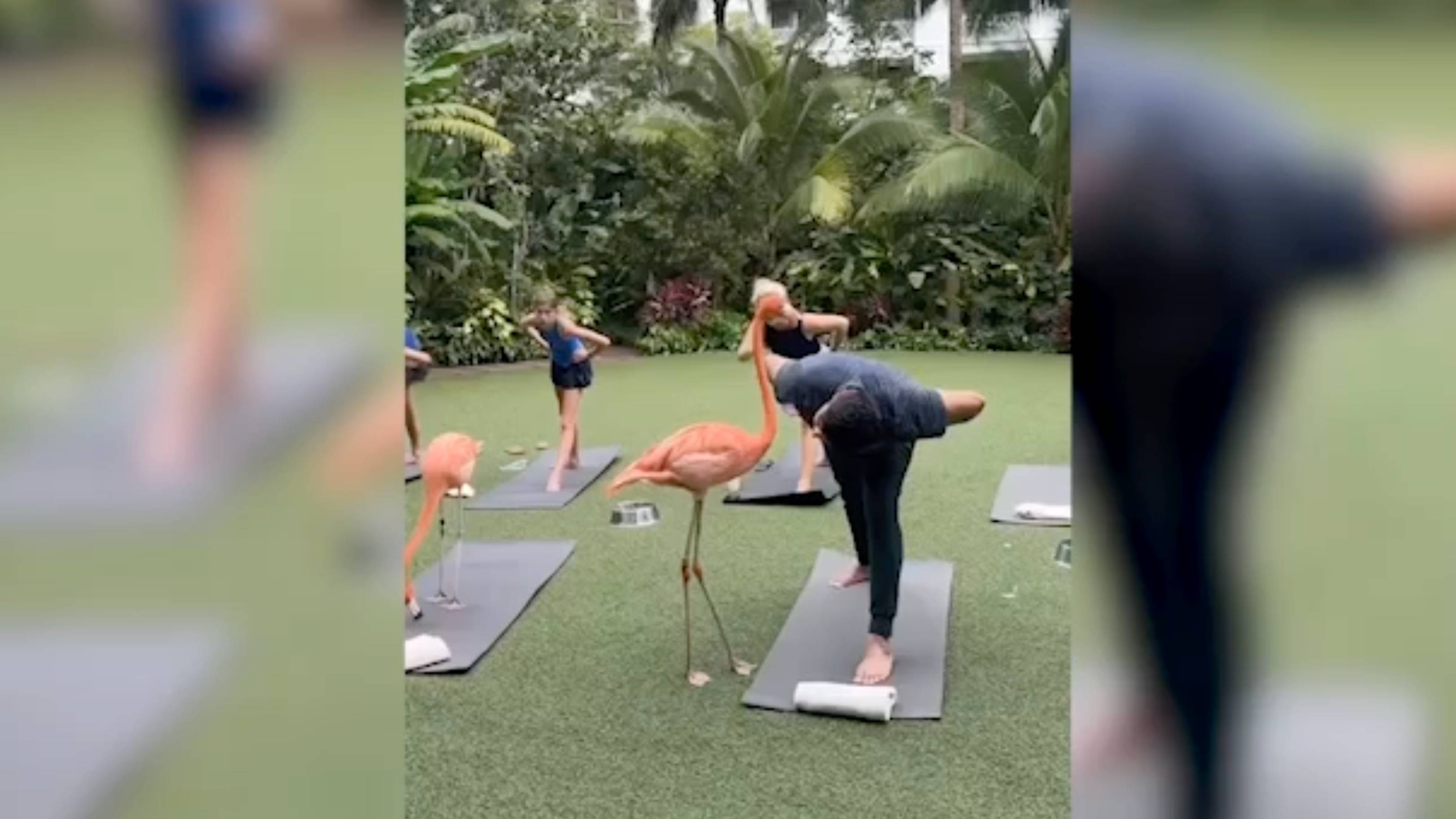 Фламинго решили провести занятие по йоге на Багамских островах