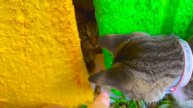 Nastya rescues cats and Halloween.mp4