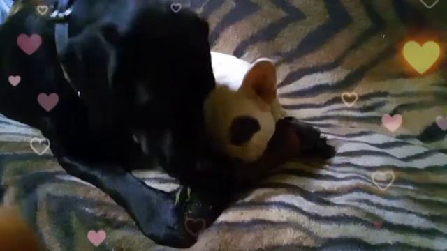Молли с Гизма и их любимая игрушка #французскийбульдог #labrador