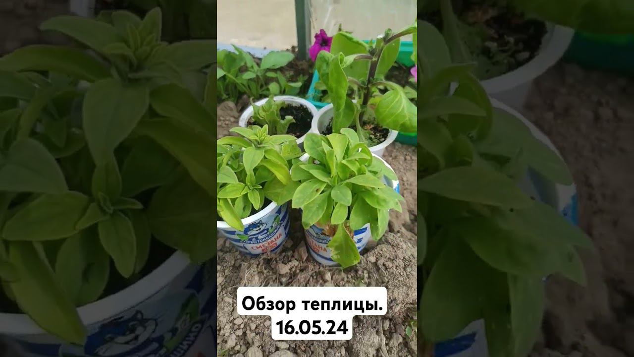 Обзор теплицы. 16.05.24 (полное видеоhttps://youtu.be/GWnybF4stLM?si=SJyzP032WE1w261A)