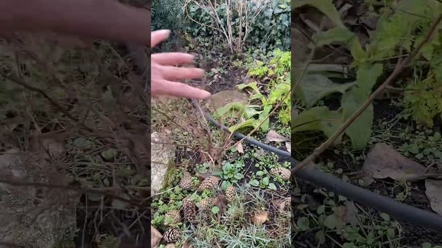 Нандина украсит сад зимой и летом!!!I Шортс.
