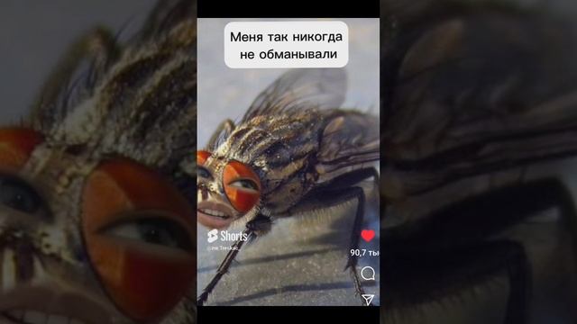 лайвхак,как легко убить муху,#смех#юмор#интересно