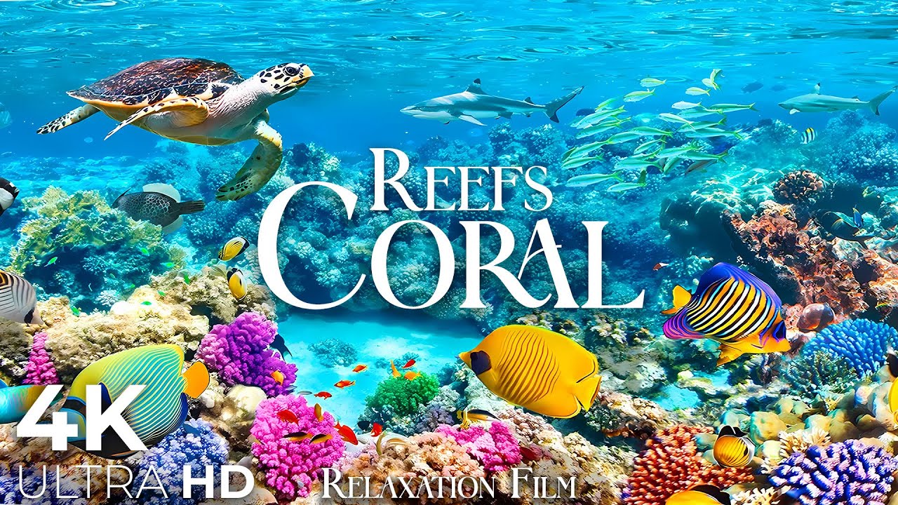 Коралловые рифы 4K • Живописный фильм-релаксация с умиротворяющей музыкой и видео в формате Full HD